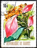 [Flowers of Guinea, տեսակ OX]