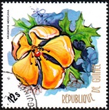 [Flowers of Guinea, տեսակ OY]