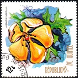 [Flowers of Guinea, type OY]