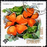 [Flowers of Guinea, type OZ]