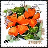 [Flowers of Guinea, type OZ]