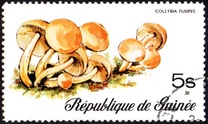 [Fungi, Вид RH]