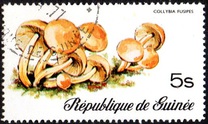 [Fungi, Вид RH]