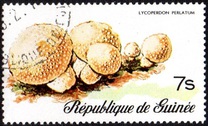 [Fungi, Вид RI]
