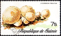 [Fungi, Вид RI]
