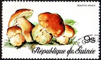 [Fungi, Вид RJ]