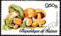 [Fungi, Вид RK]