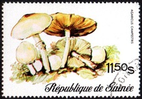 [Fungi, Вид RL]