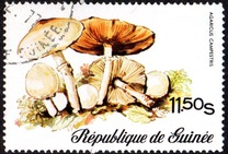 [Fungi, Вид RL]