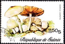 [Fungi, Вид RL]