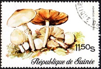 [Fungi, Вид RL]