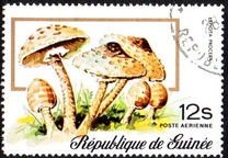 [Airmail - Fungi, typ RN]