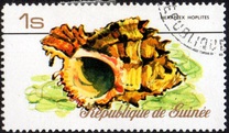 [Sea Shells, Typ RP]