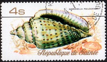 [Sea Shells, Typ RR]