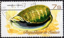 [Sea Shells, Typ RT]