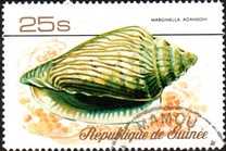 [Sea Shells, Typ RX]