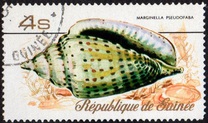 [Sea Shells, Typ RR]