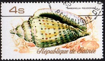 [Sea Shells, Typ RR]