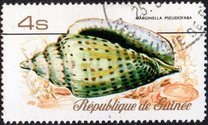 [Sea Shells, Typ RR]
