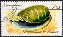 [Sea Shells, Typ RT]
