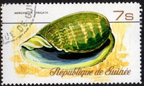 [Sea Shells, Typ RT]