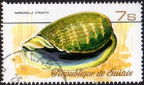 [Sea Shells, Typ RT]