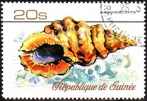 [Sea Shells, タイプ RW]
