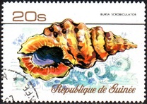 [Sea Shells, タイプ RW]