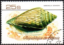 [Sea Shells, タイプ RX]