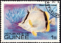 [Fish, tipo UW]