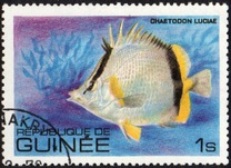 [Fish, tipo UW]