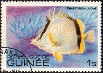 [Fish, tipo UW]