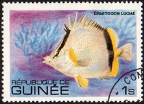 [Fish, tipo UW]