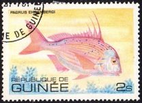 [Fish, tipo UX]