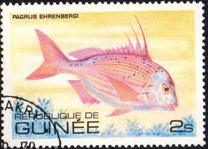 [Fish, tipo UX]