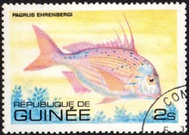 [Fish, tipo UX]