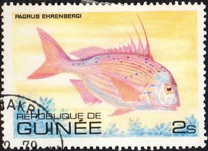 [Fish, tipo UX]