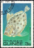 [Fish, tipo UY]