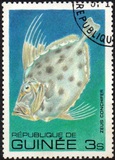 [Fish, tipo UY]