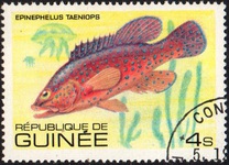 [Fish, tipo UZ]