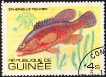 [Fish, tipo UZ]