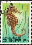 [Fish, tipo VA]