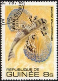 [Fish, tipo VD]