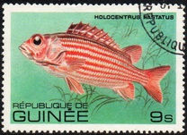 [Fish, Tip VE]
