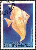 [Fish, Tip VF]