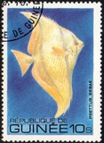 [Fish, Tip VF]