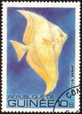 [Fish, Tip VF]