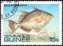 [Fish, Tip VH]