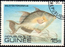 [Fish, Tip VH]