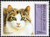 [Cats, type API]